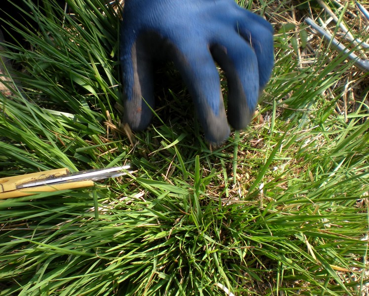 Alla ricerca di Microdon myrmicae